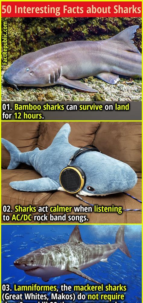 chondrichthyes fun facts|11 Surprising Facts About Sharks .